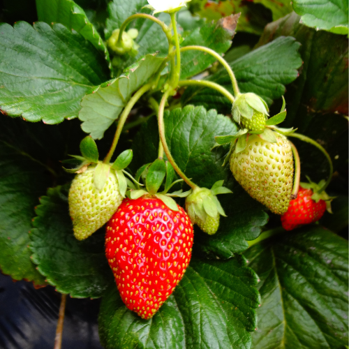 FRAISIER CHARLOTTE Bio