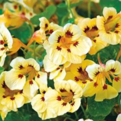 Capucine 'Cream Troika' - godet 8 cm