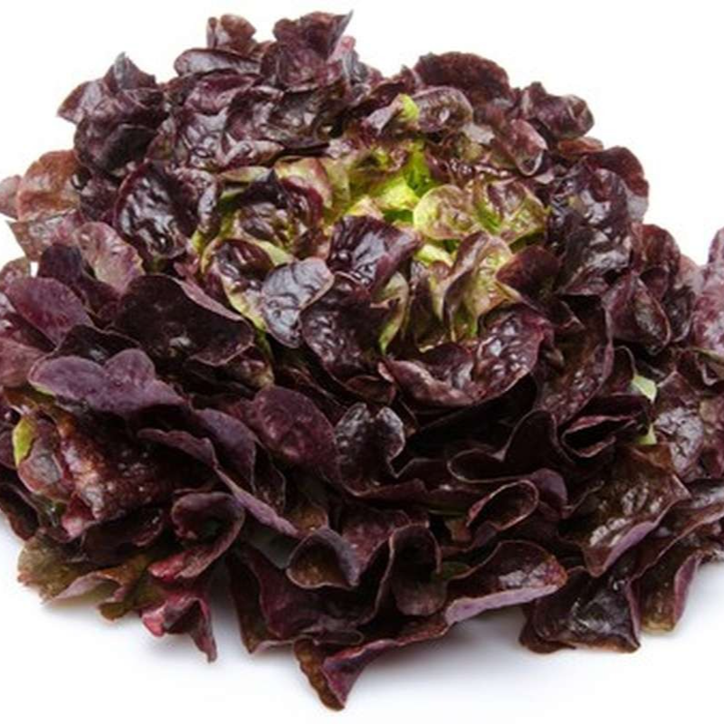 Feuille de chêne rouge Bio