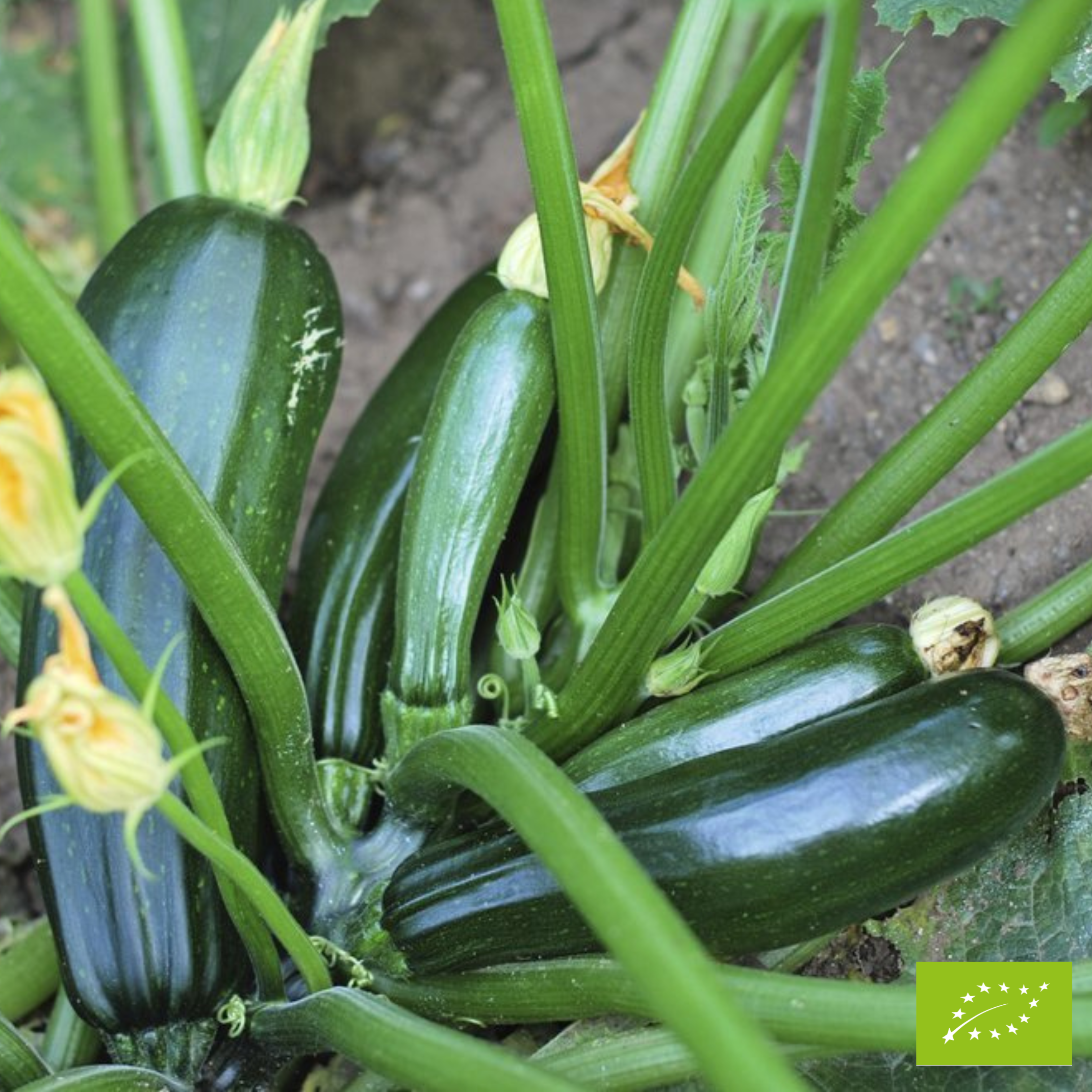 Courgettes de saison et patissons