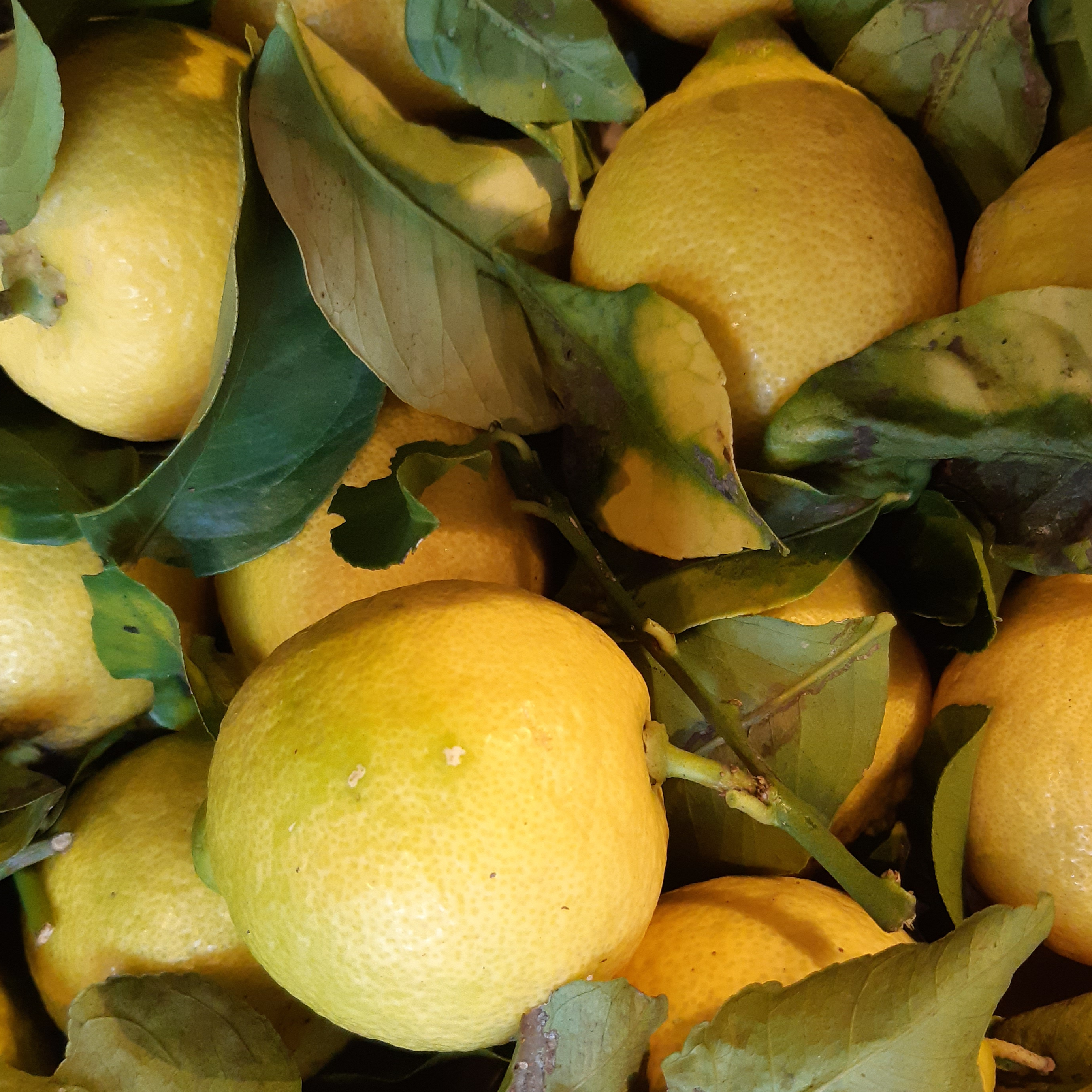 CITRON JAUNE FEUILLE DE CORSE - 500g