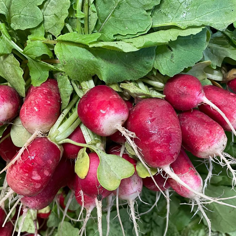 Botte Radis