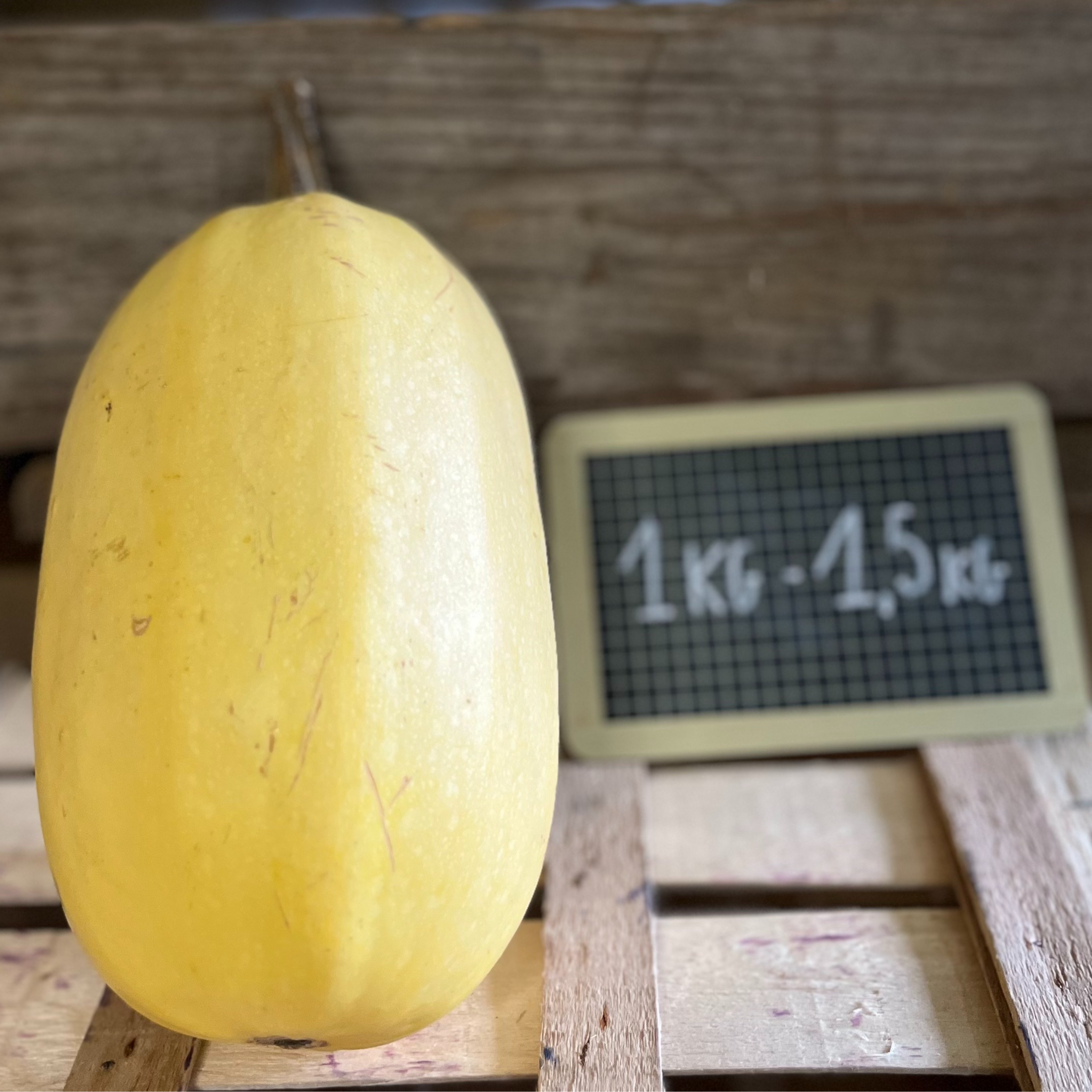 Courge Spaghetti (moyen)