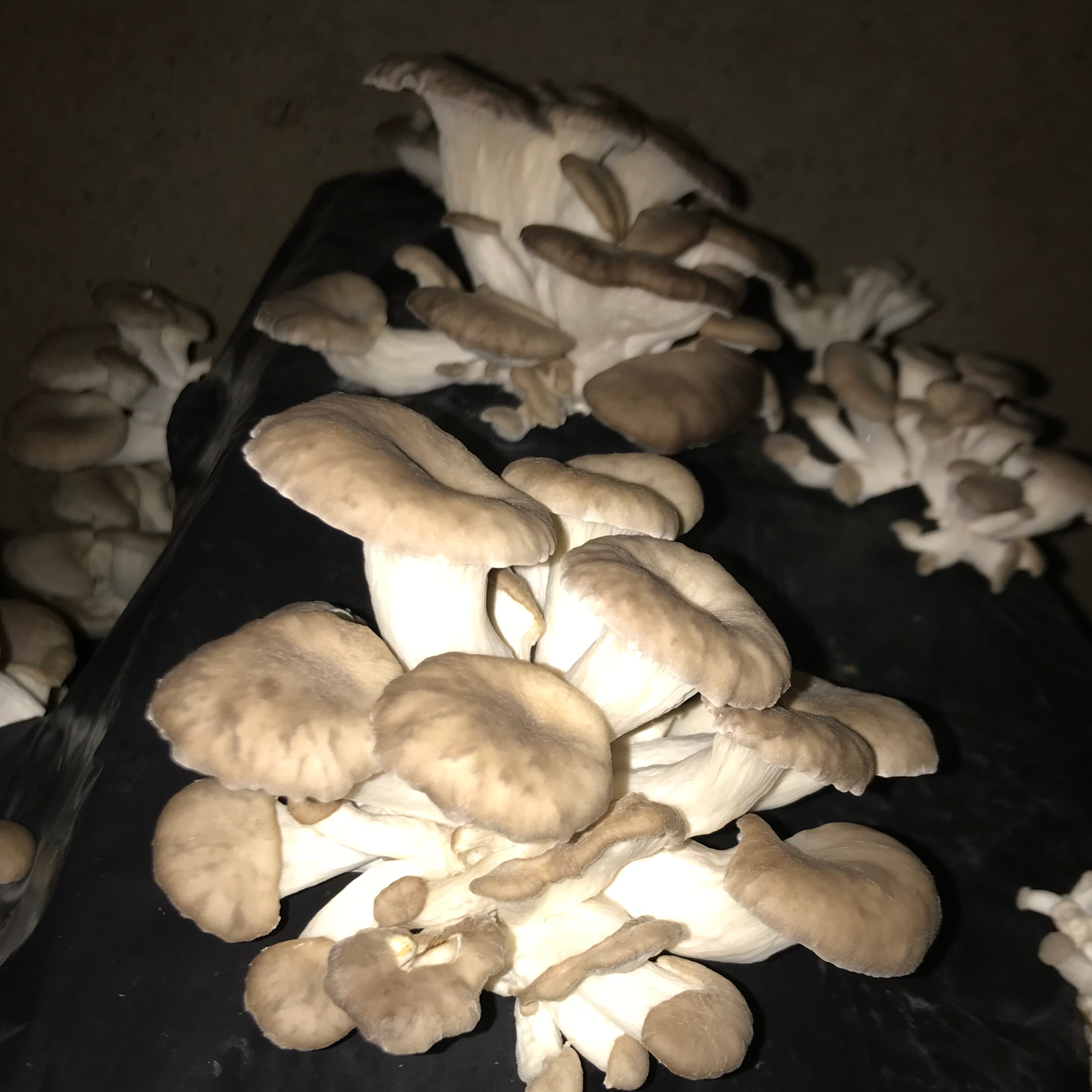 Pleurote
