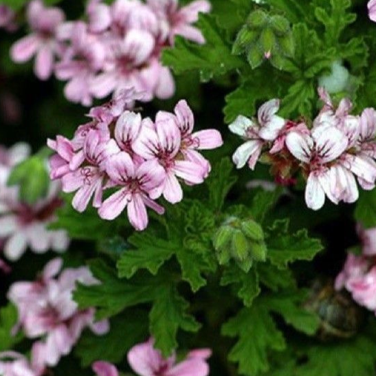 GERANIUM ROSAT