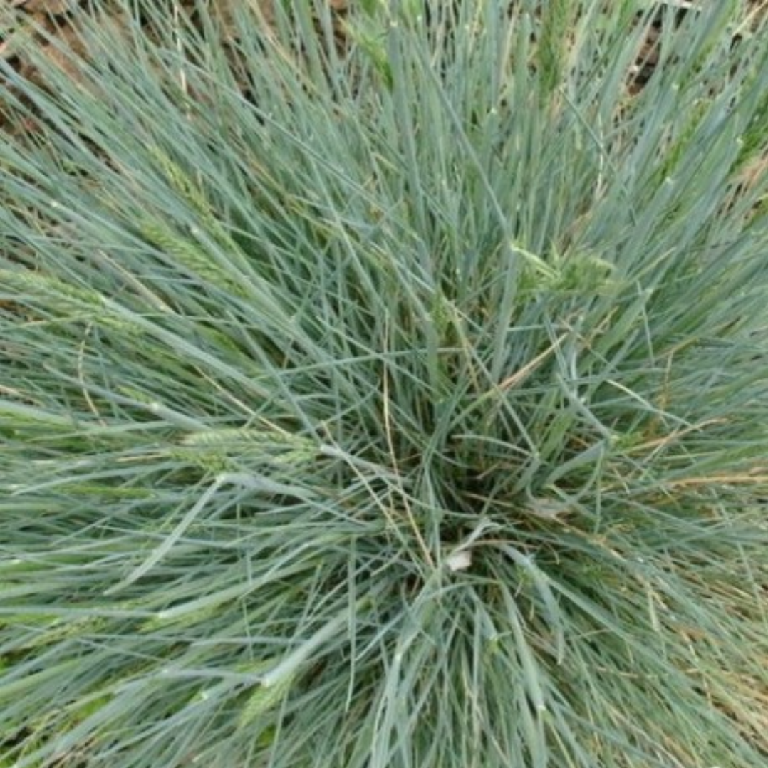Festuca Glauca ‘Meerblau’