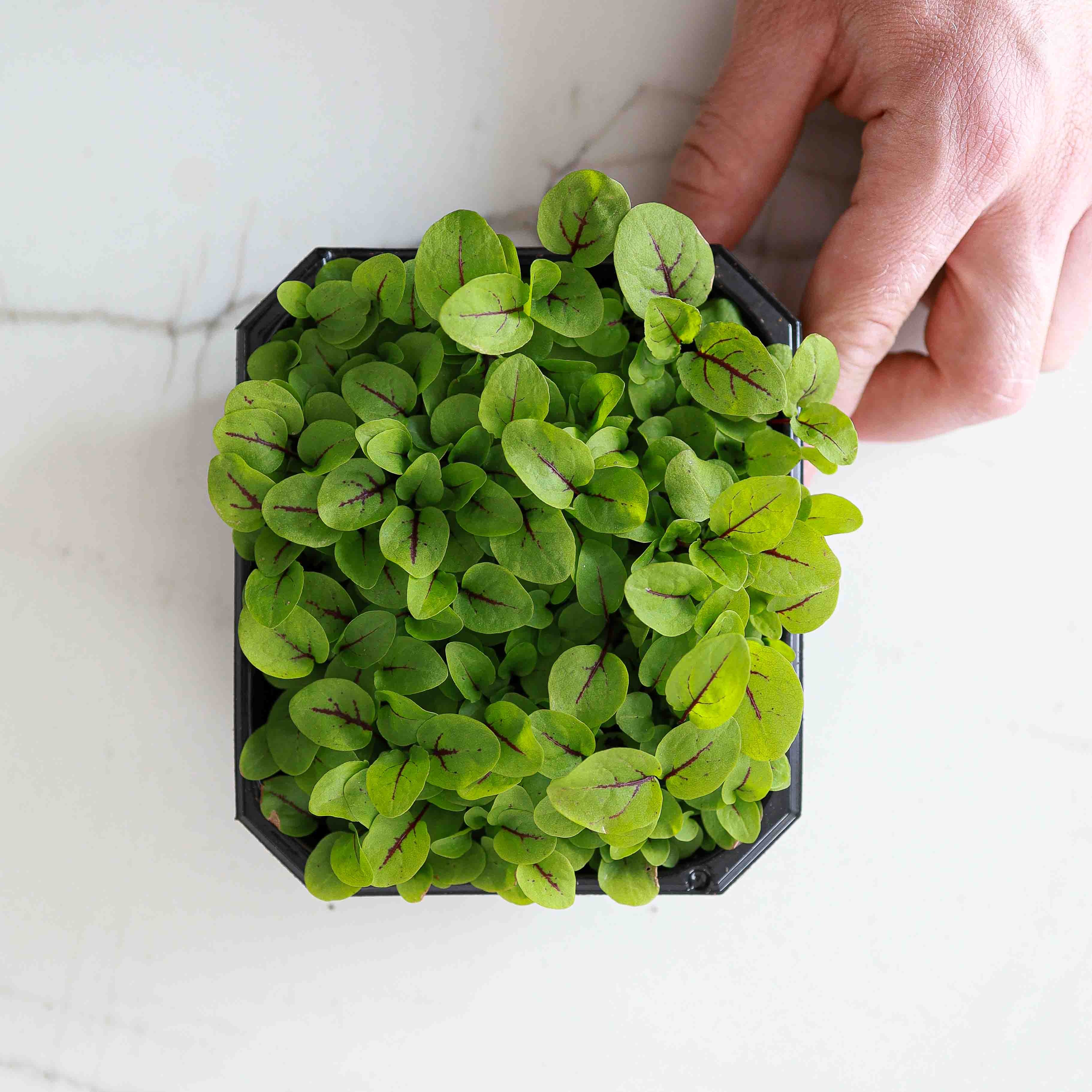 Micro-pousses OSEILLE VEINEE