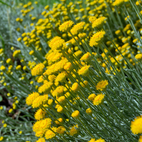 SANTOLINE DE CORSE Bio