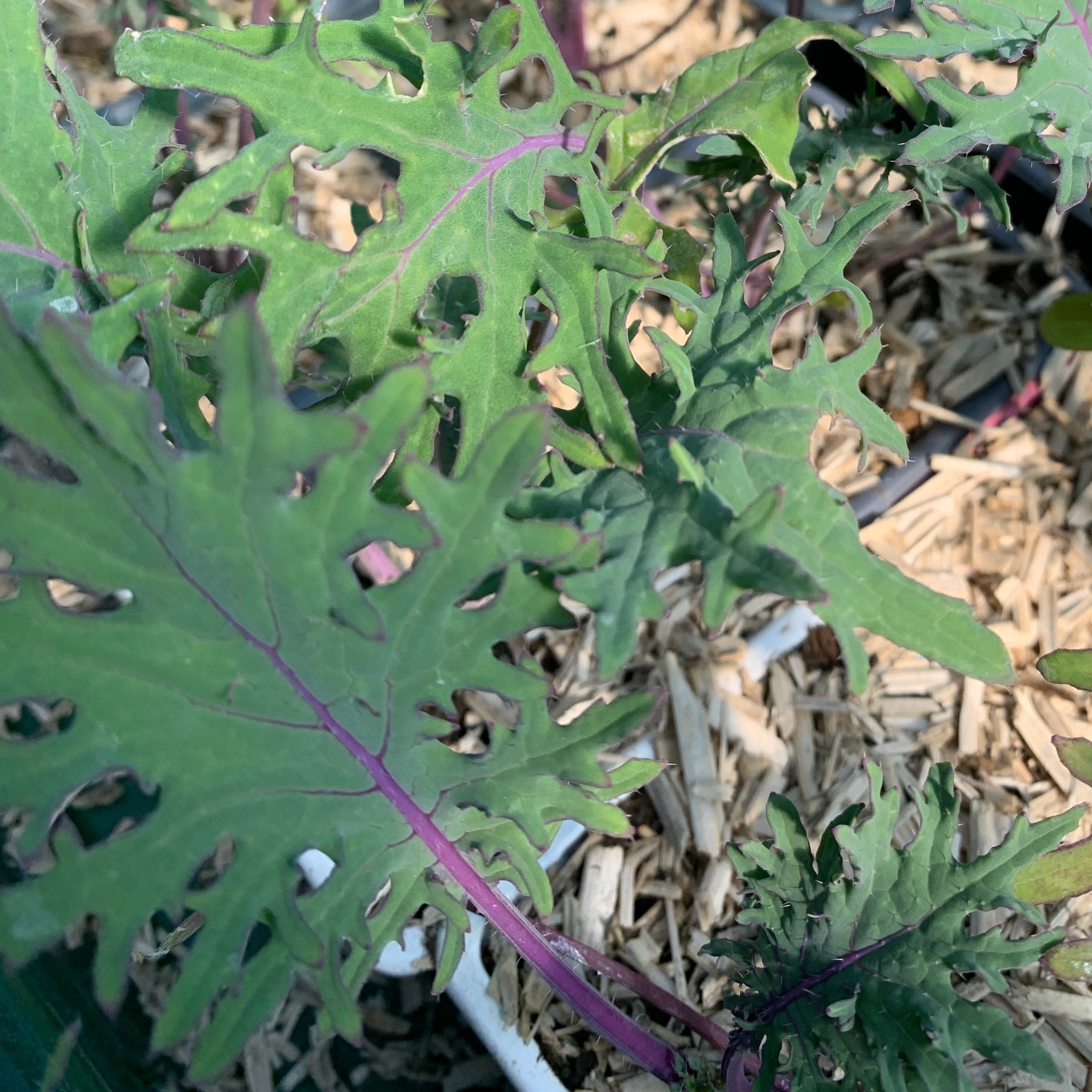 Chou kale Red Russian - gdt 7