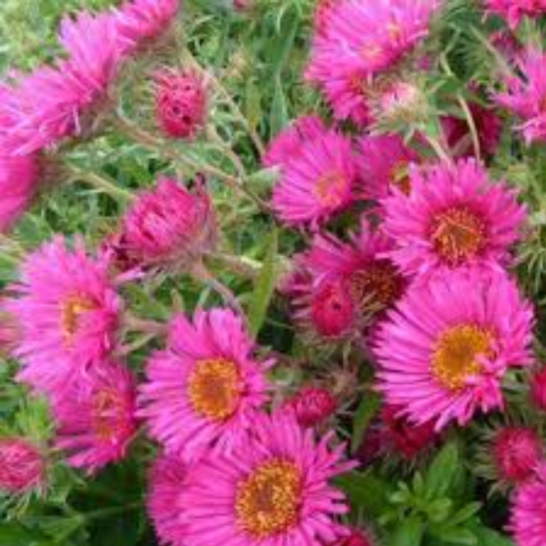 Aster novae angliae ‘Andenken an Alma Potschke’