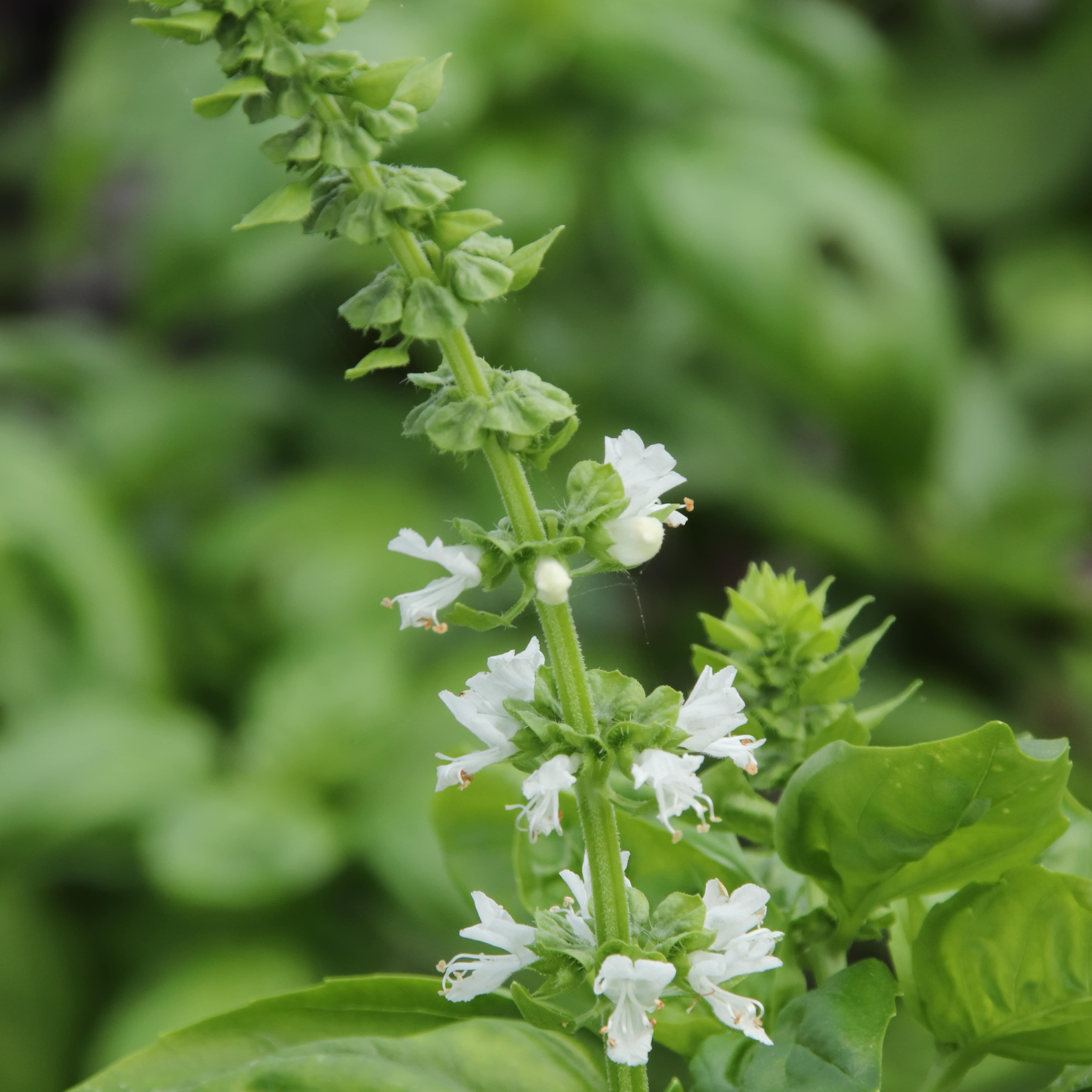 Basilic (mélange variétés)