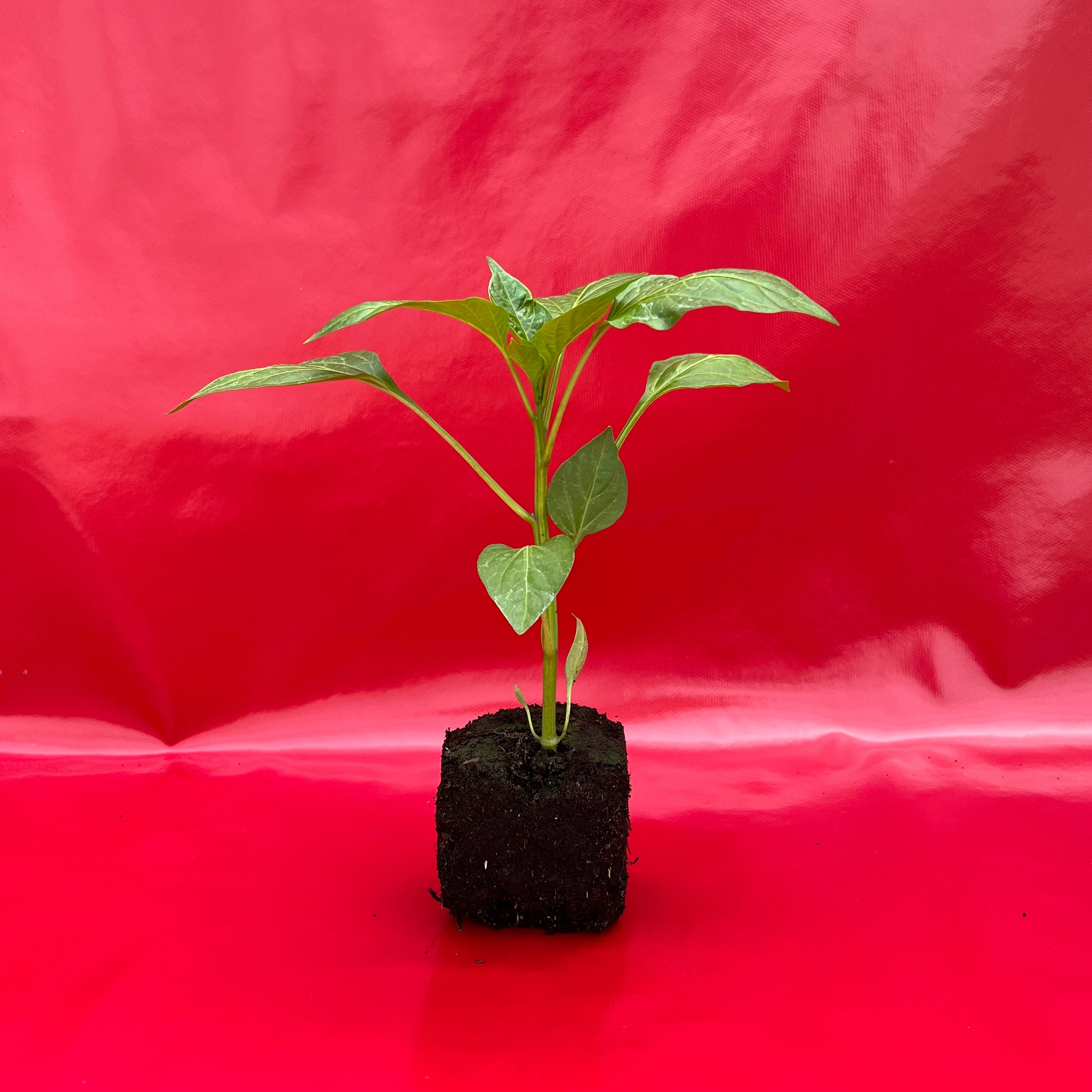 Plant Mini-Poivron Rouge - 230g