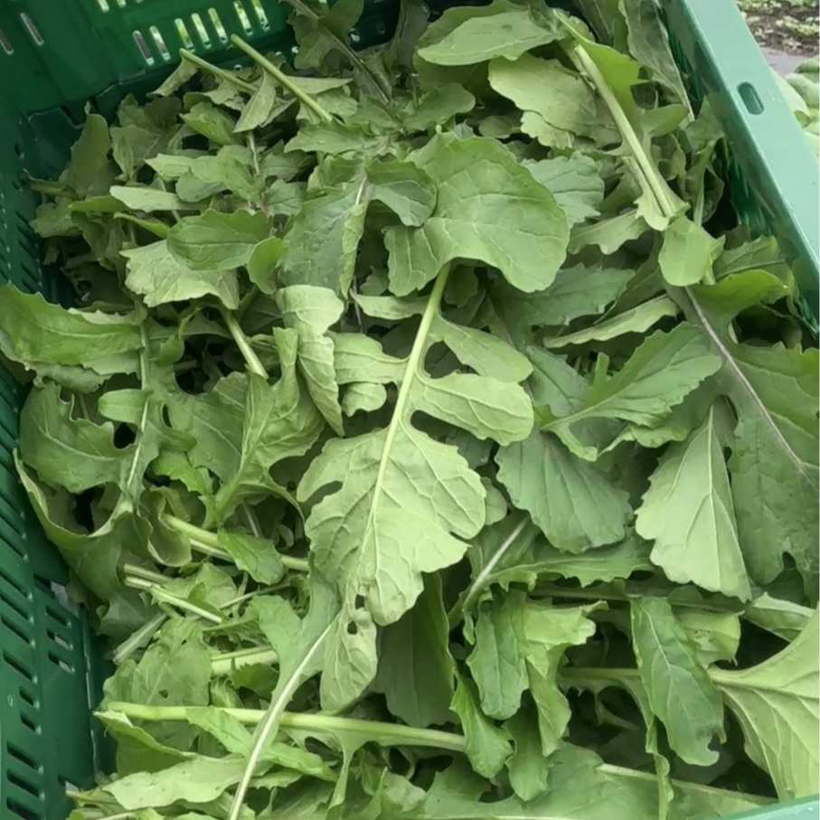 Roquette - Du Jardin