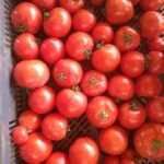 Tomates rondes rouges et jaunes