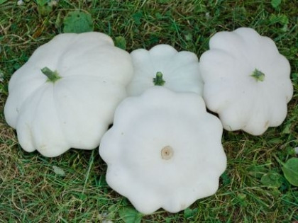 Patisson blanc B - 1kg