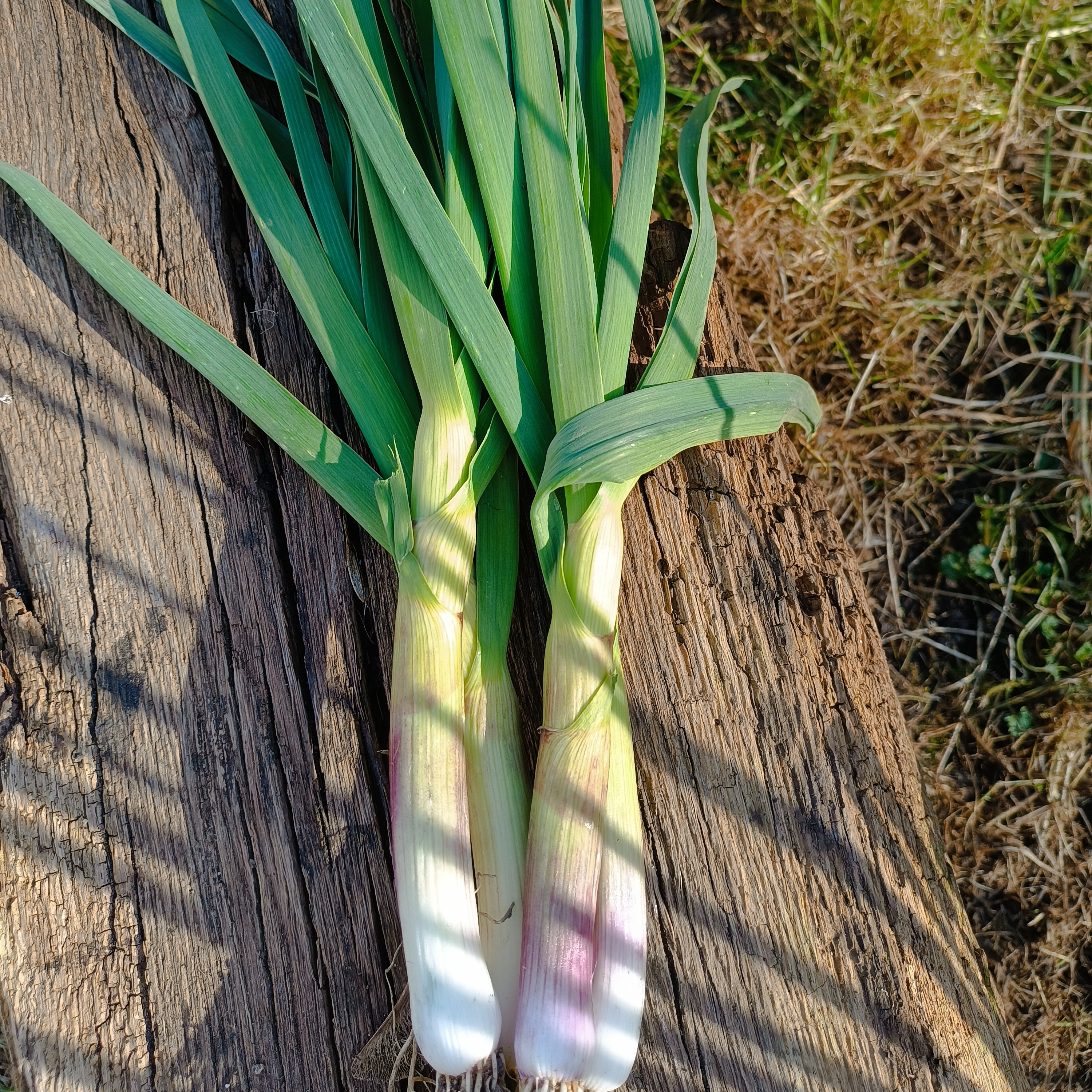 Aillet frais - botte