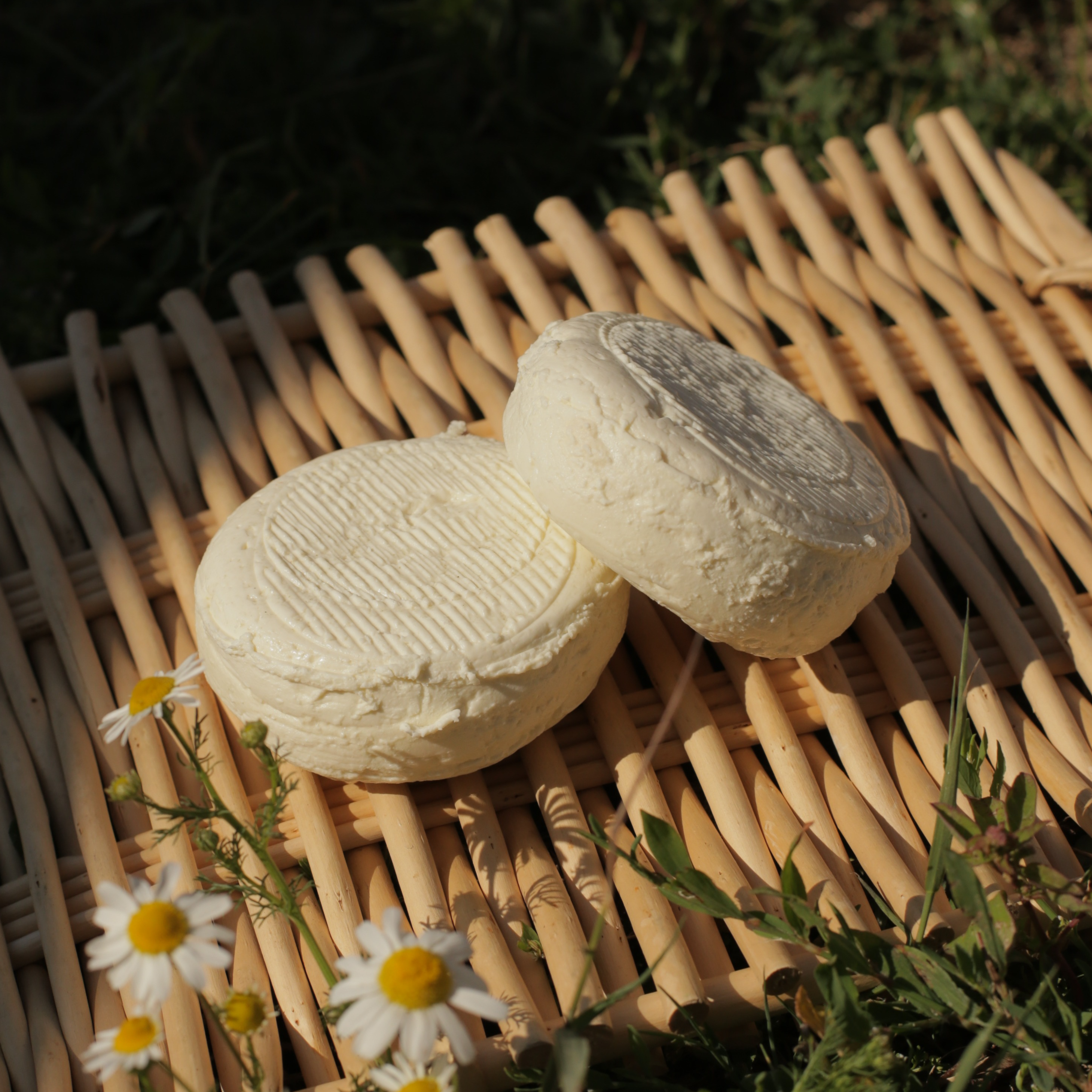 p'tit carduch nature