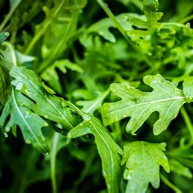 Roquette - 200g
