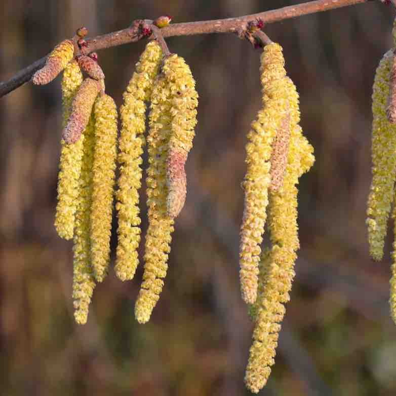 Chatons de noisetiers  ( par 30gr)
