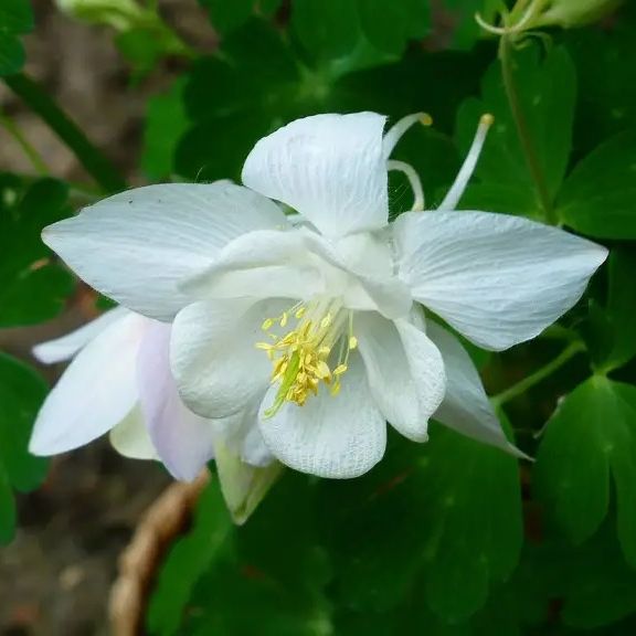 Ancolie des jardins (Aquilegia caerulea) 'Kristall'