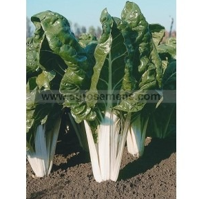 Bette à cardes motte pressée