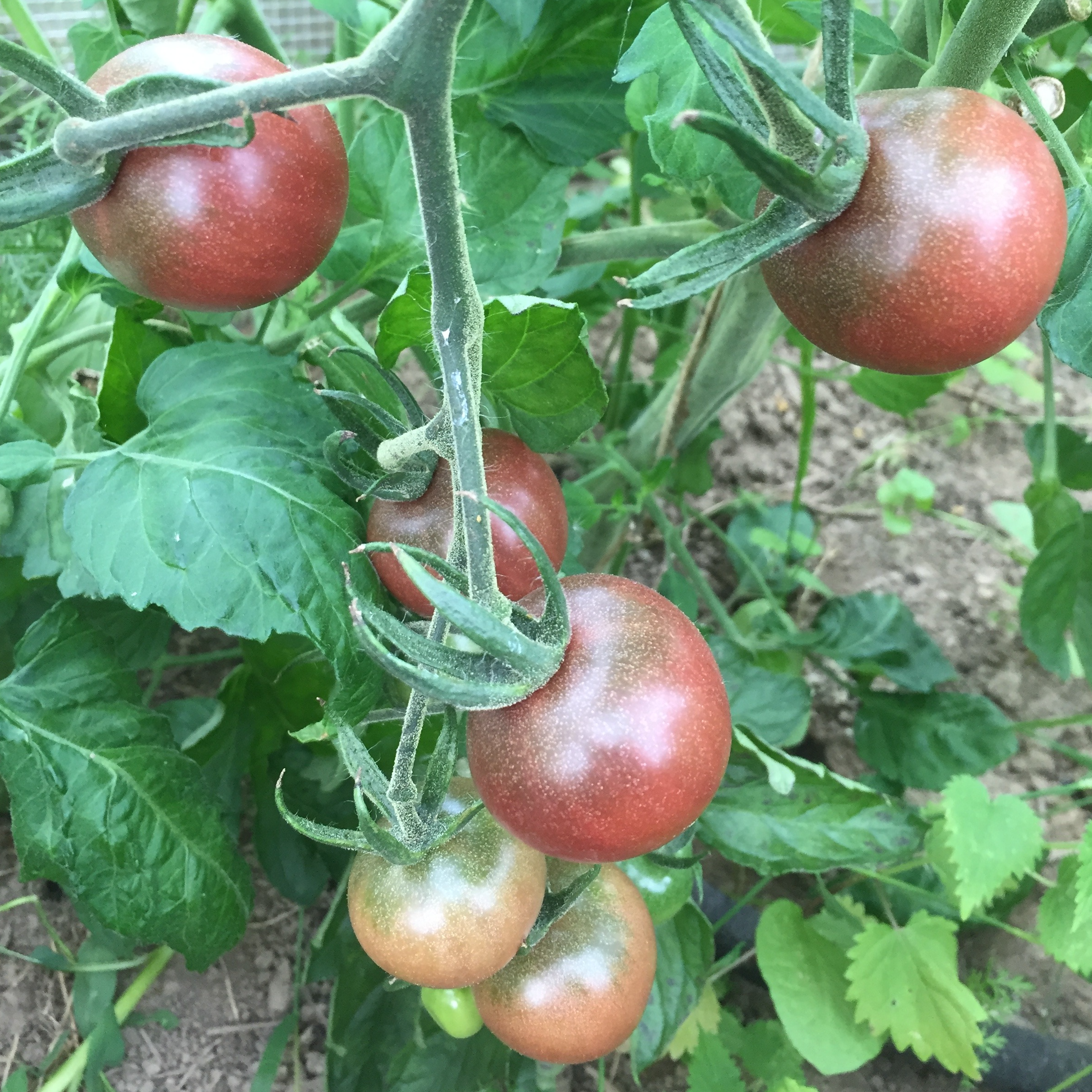 Tomate Black Cherry - godet 8 cm