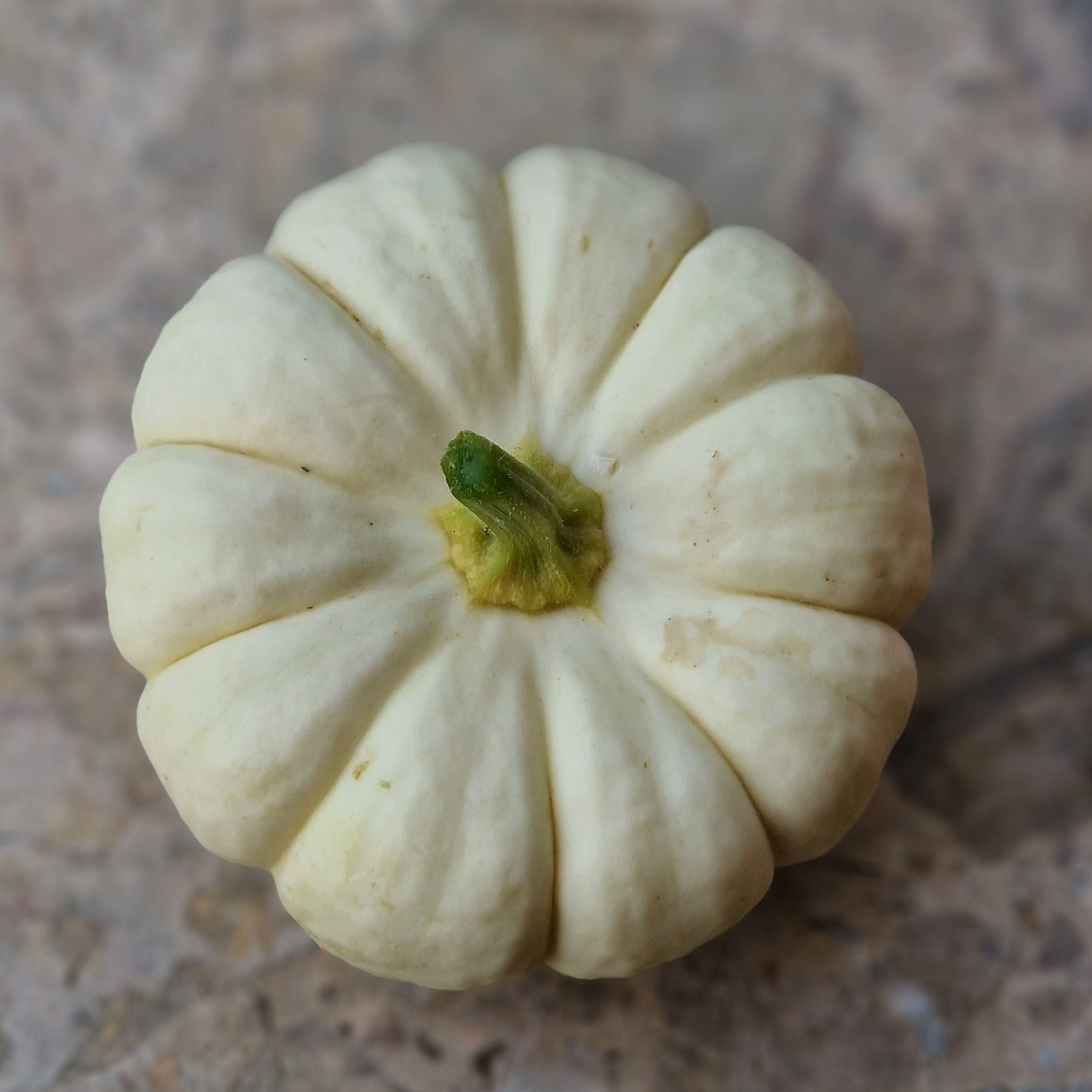 MINI COURGE Baby Boo