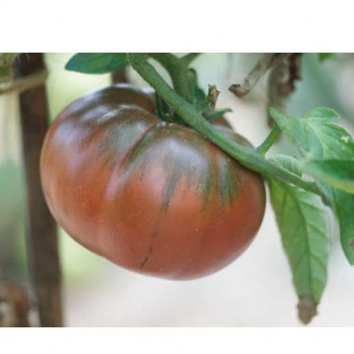Tomate noire BLACK FROM TULA