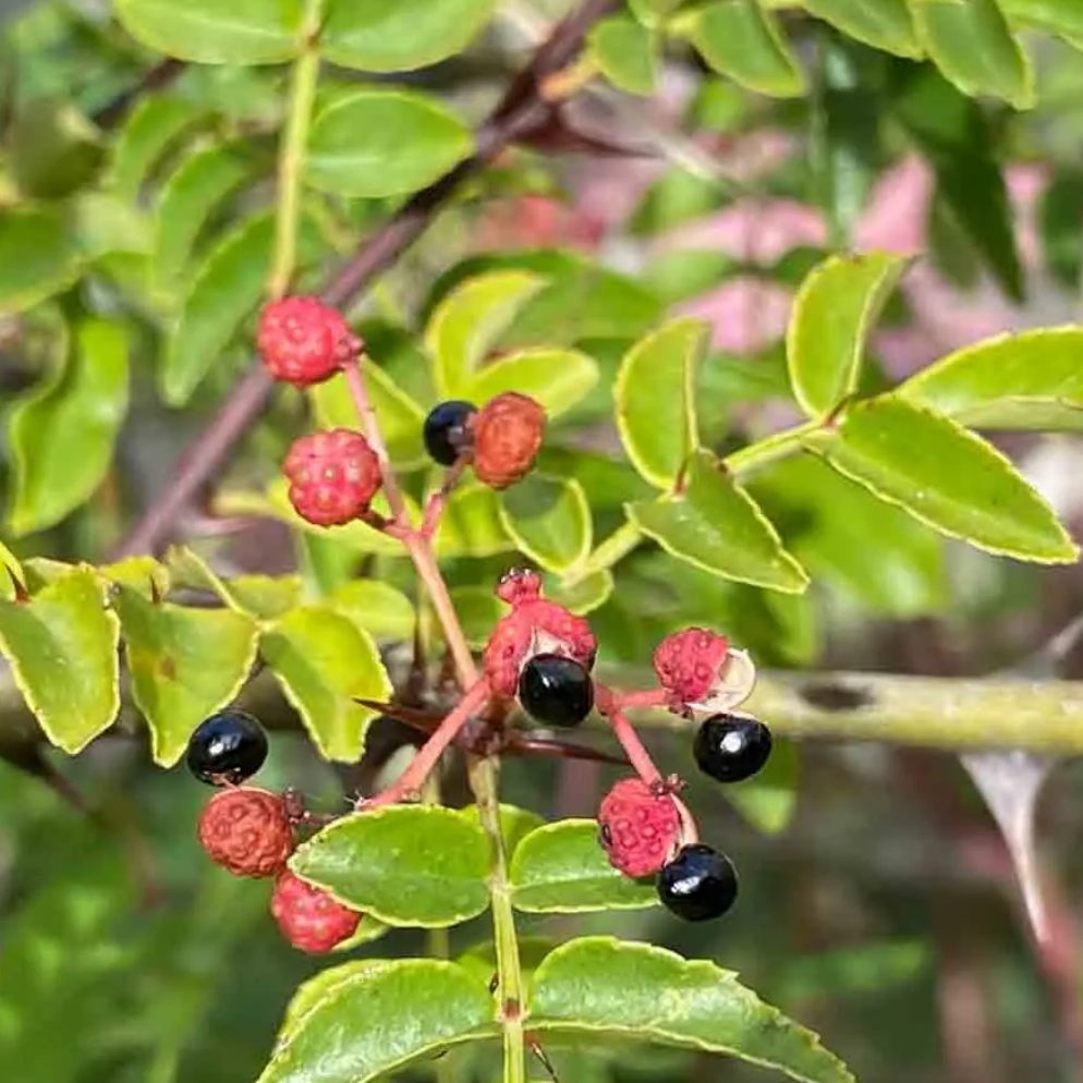 Poivrier du Sichuan Pot 2L