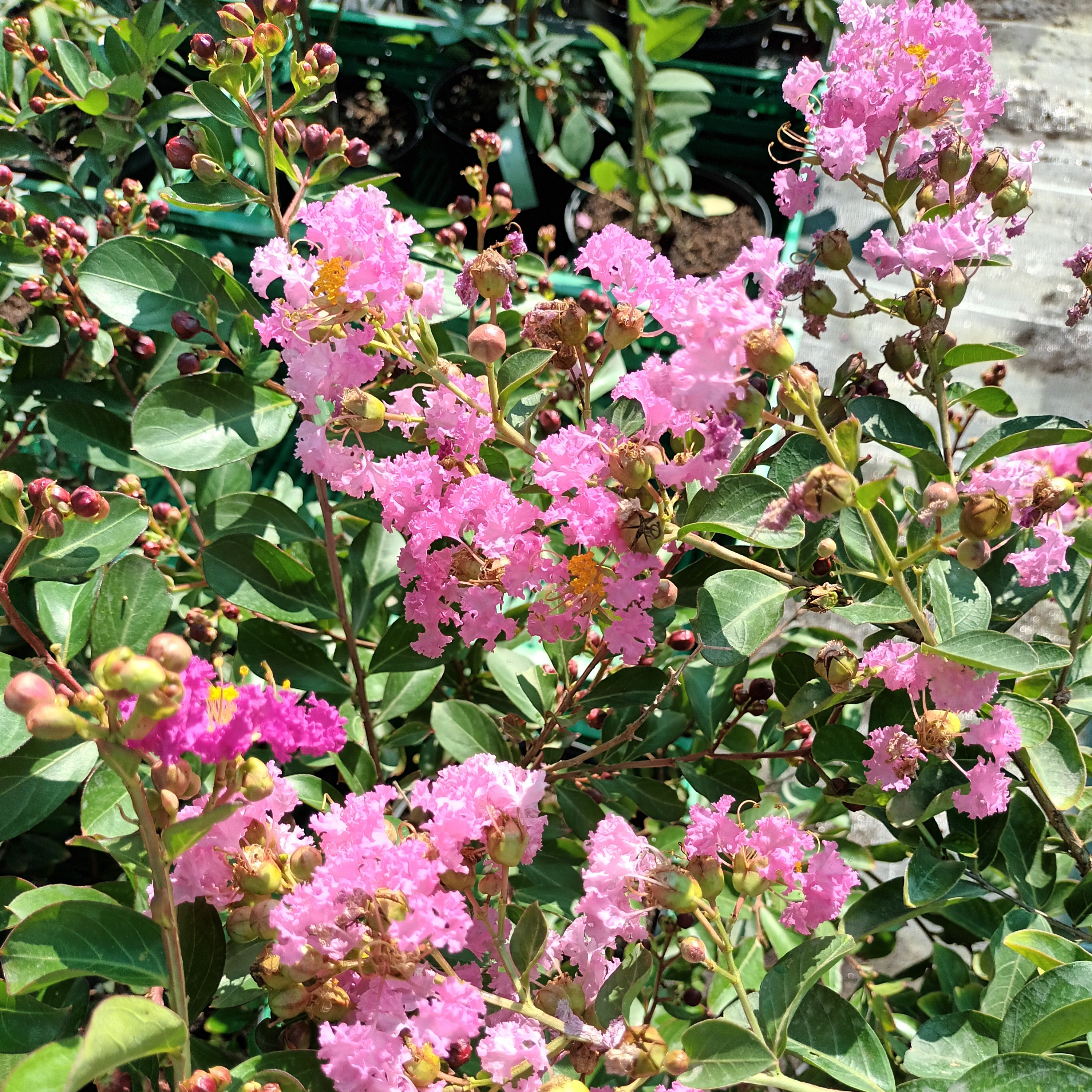 Lilas des Indes moyen rose, Lagerstroemia Rosea Nova - 3l