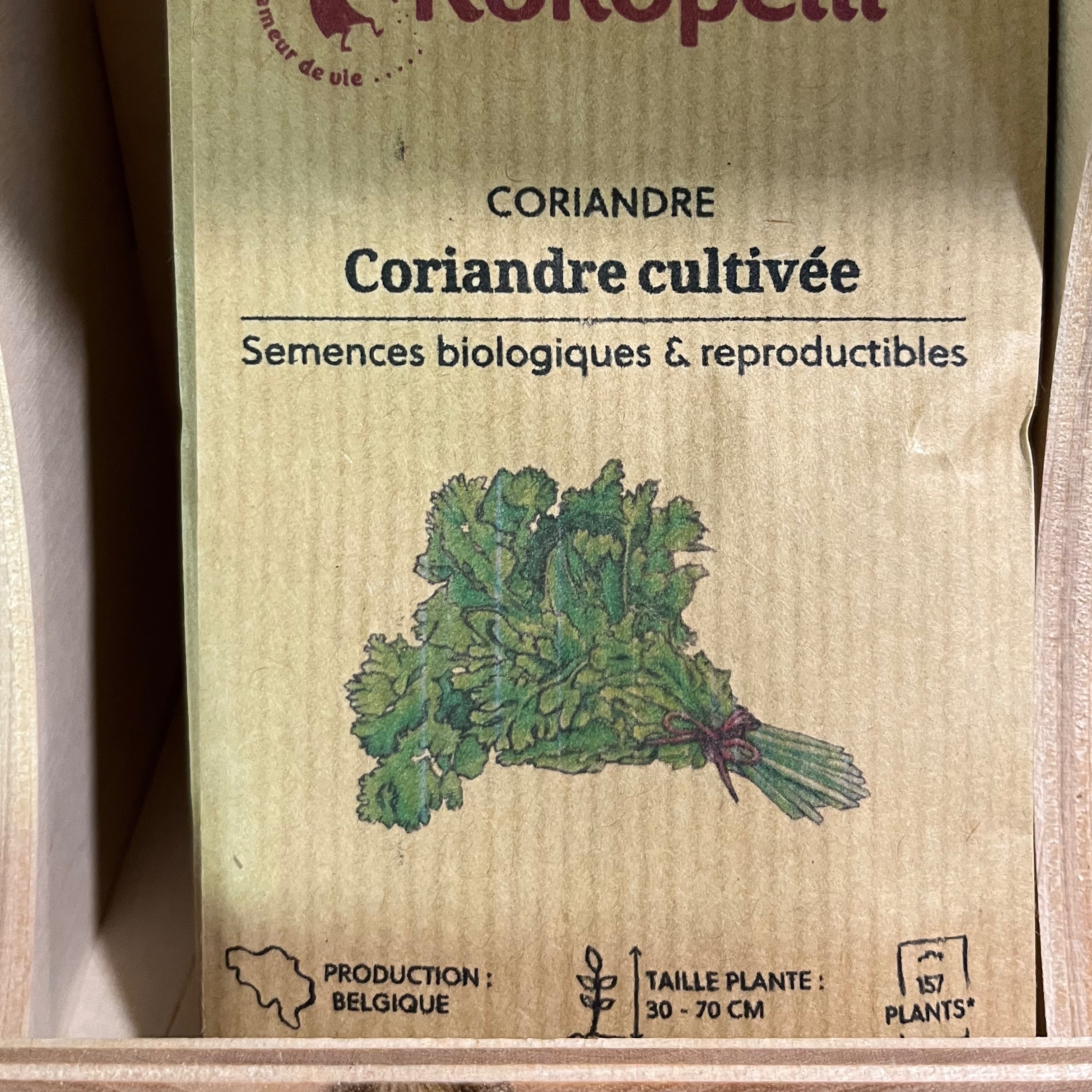 Coriandre "Cultivée"