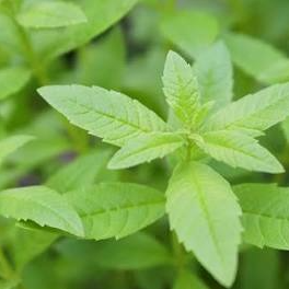 Verveine citron – Aloysia citrodora - 2l