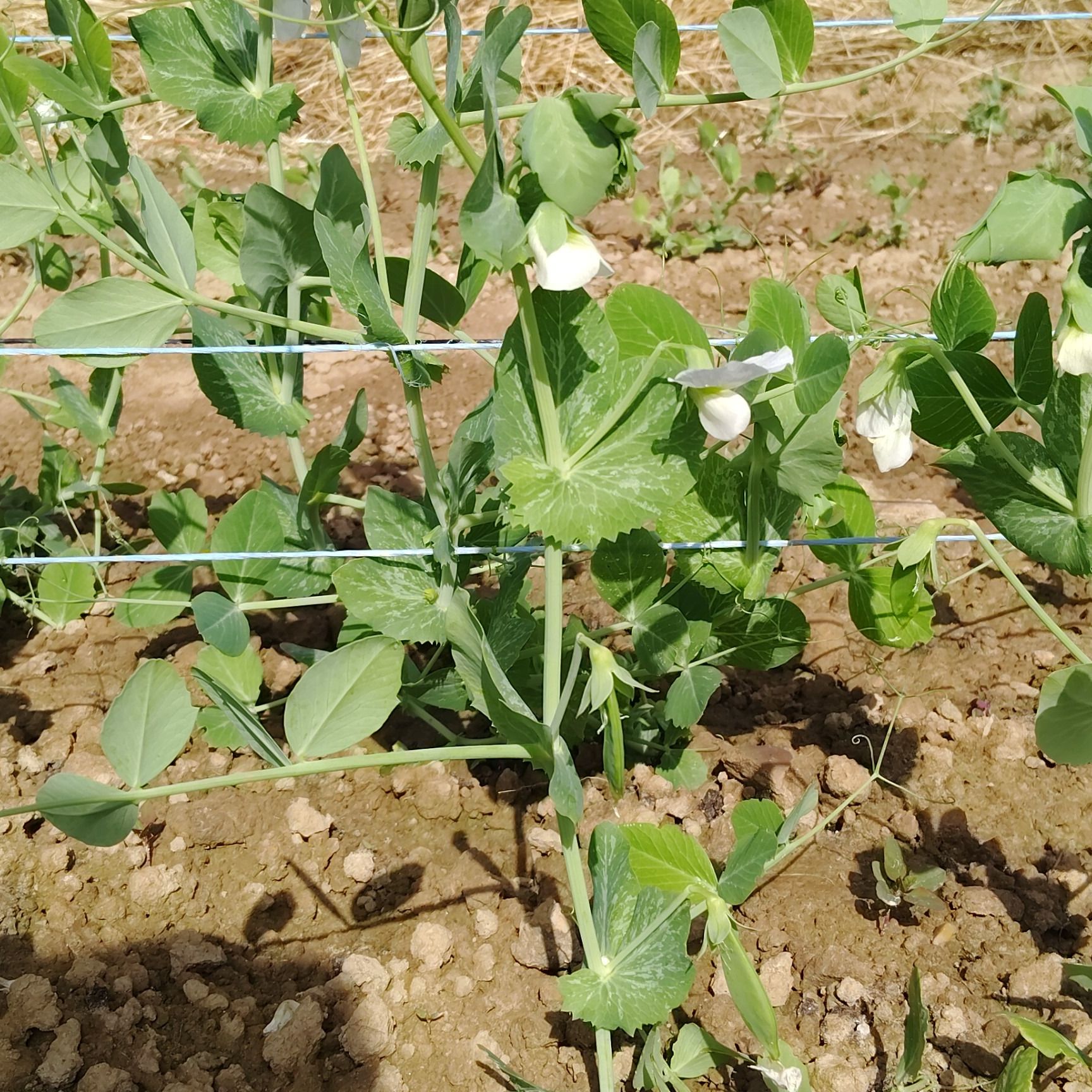 petit pois