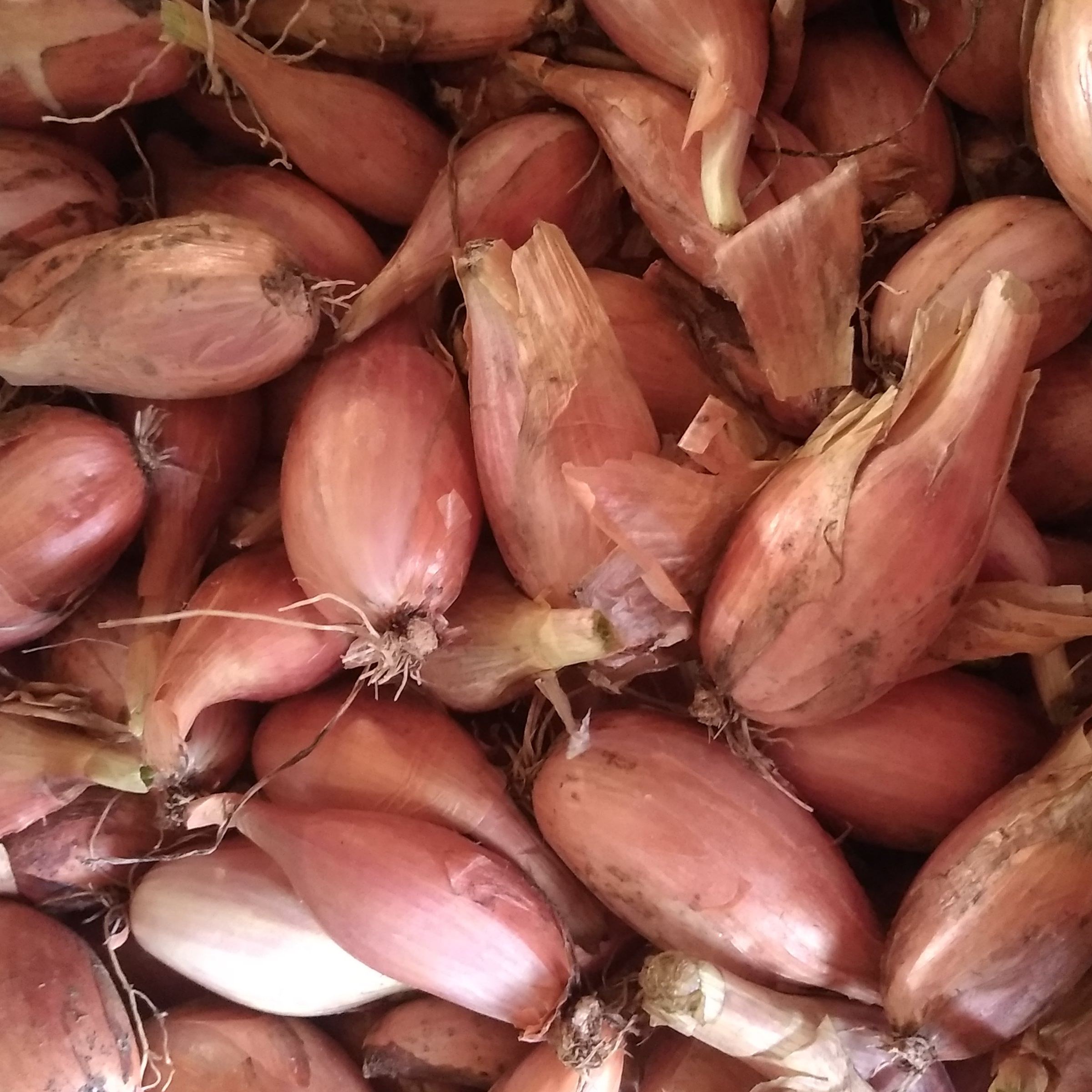 Echalotes 500g - 500g