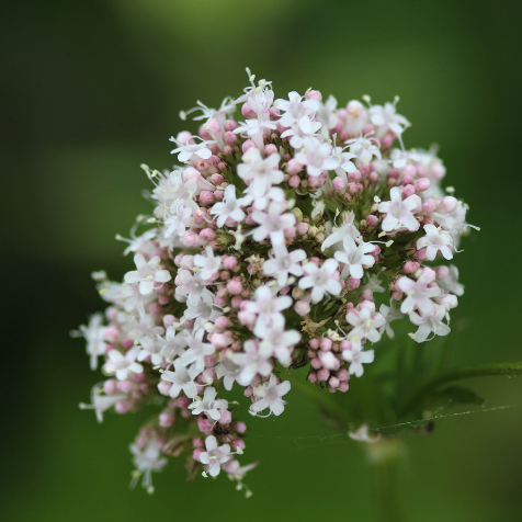 VALÉRIANE OFFICINALE Bio