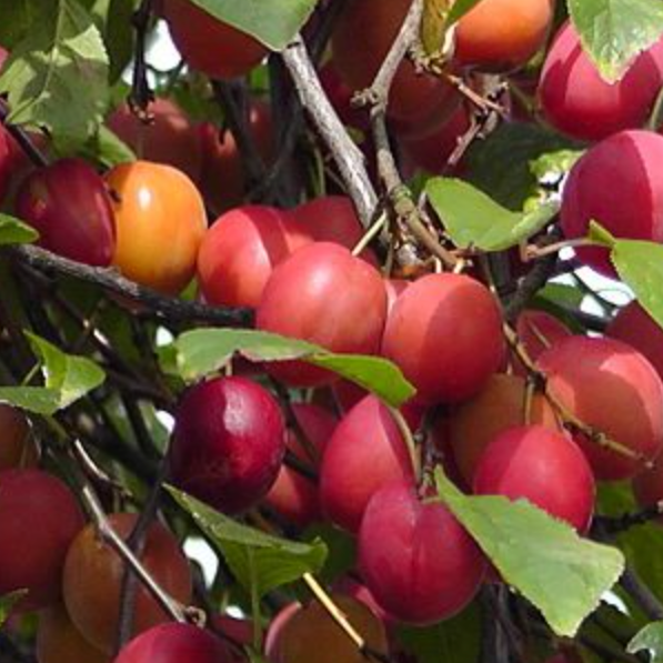 Prunier 'Cherrykose' / Saint Julien Racines nues / 1m