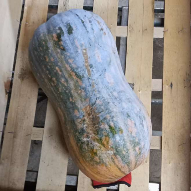 courge pleine de Naples