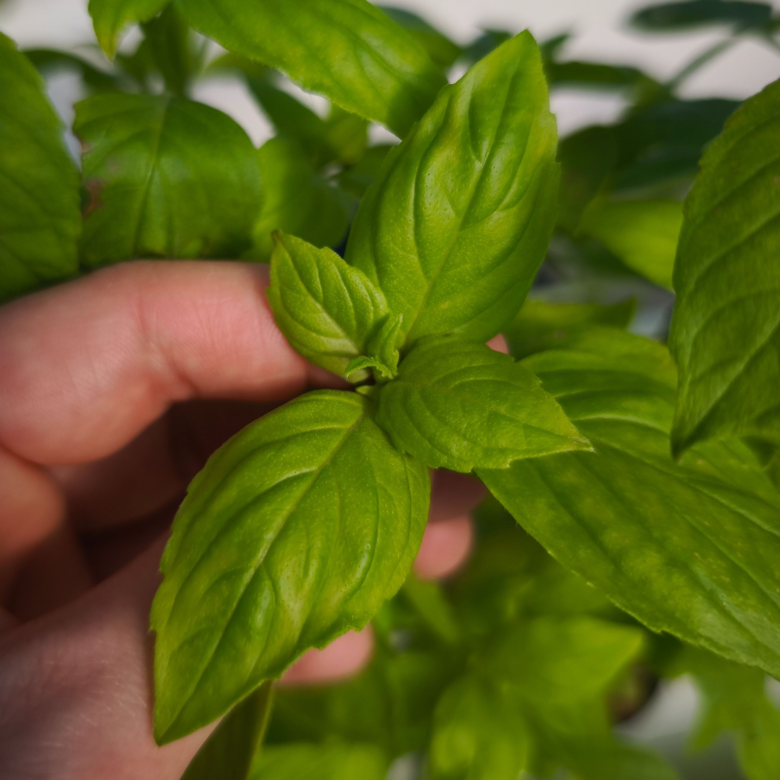 Basilic citron