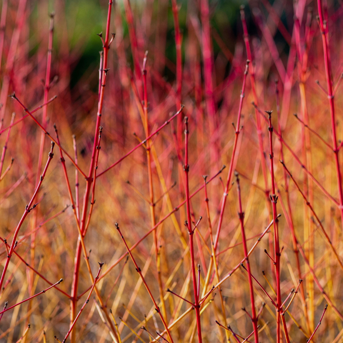 Cornouiller sanguin, Cornus sanguinea anny's winter orange - 3l