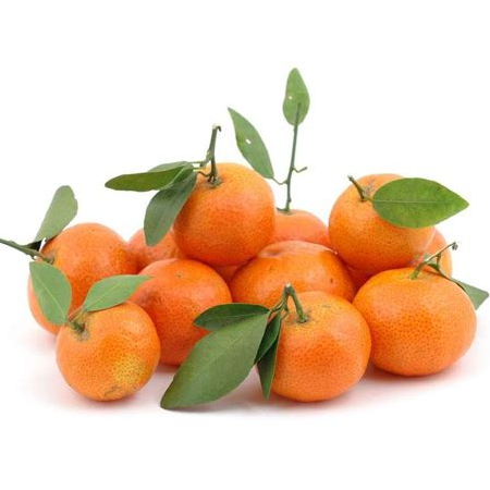 Clémentines Corse bio