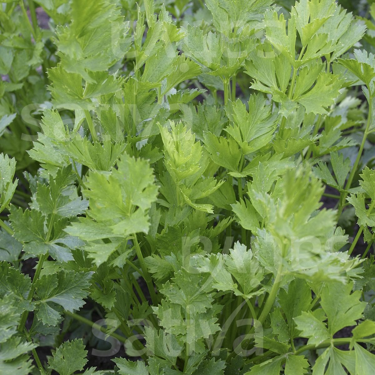 Céleri aromatique