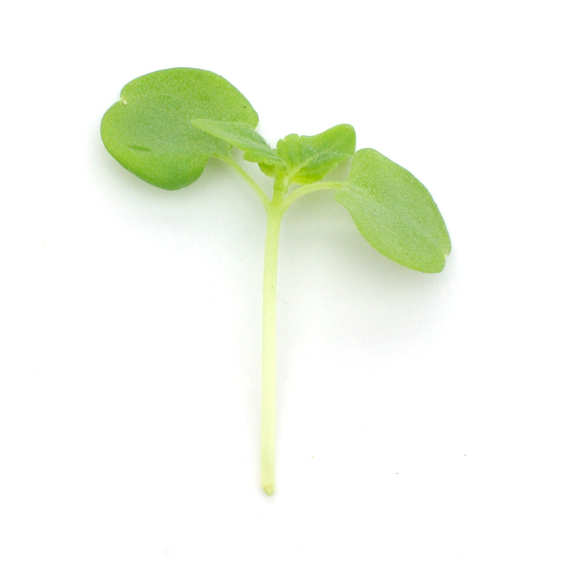Micropousses - Shiso vert
