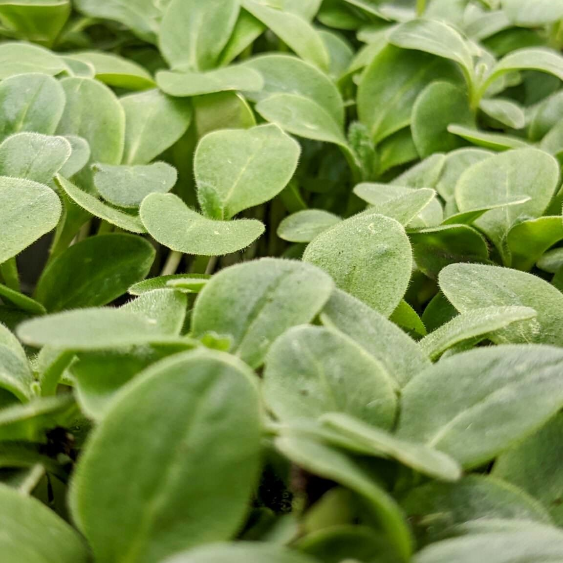 Micropousses Bourrache - 250g