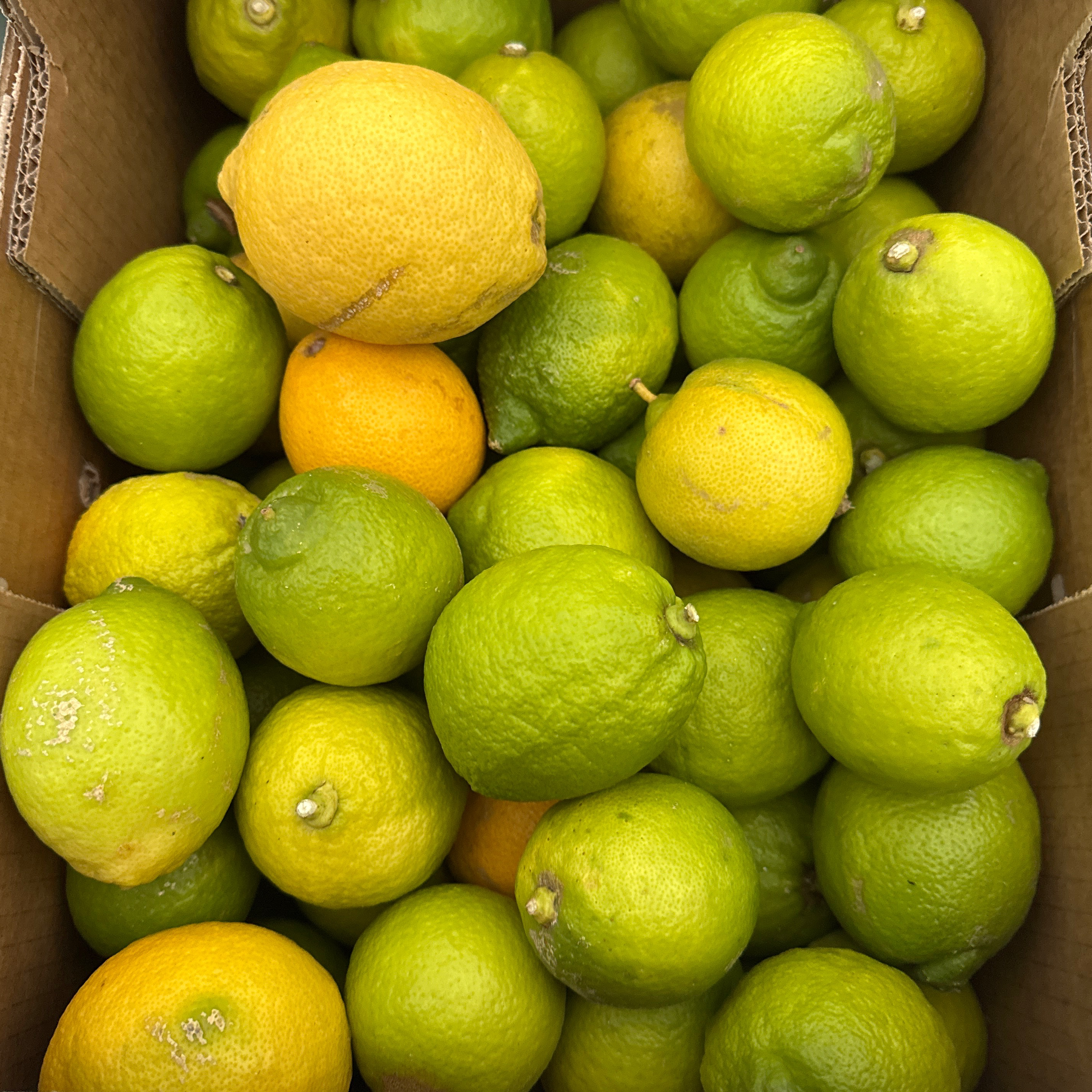 Citron vert caisse 6 Kg - 6kg