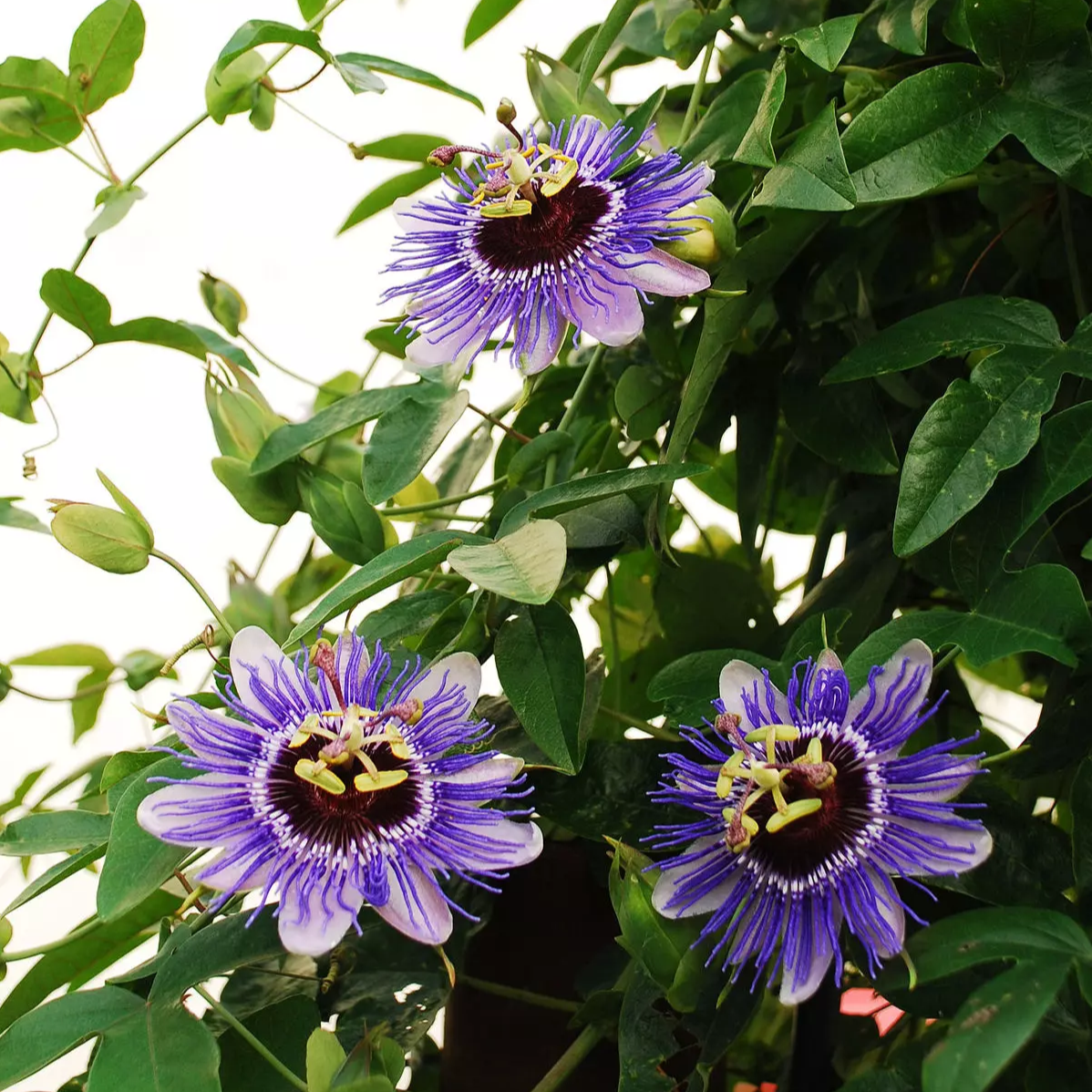 Passiflore