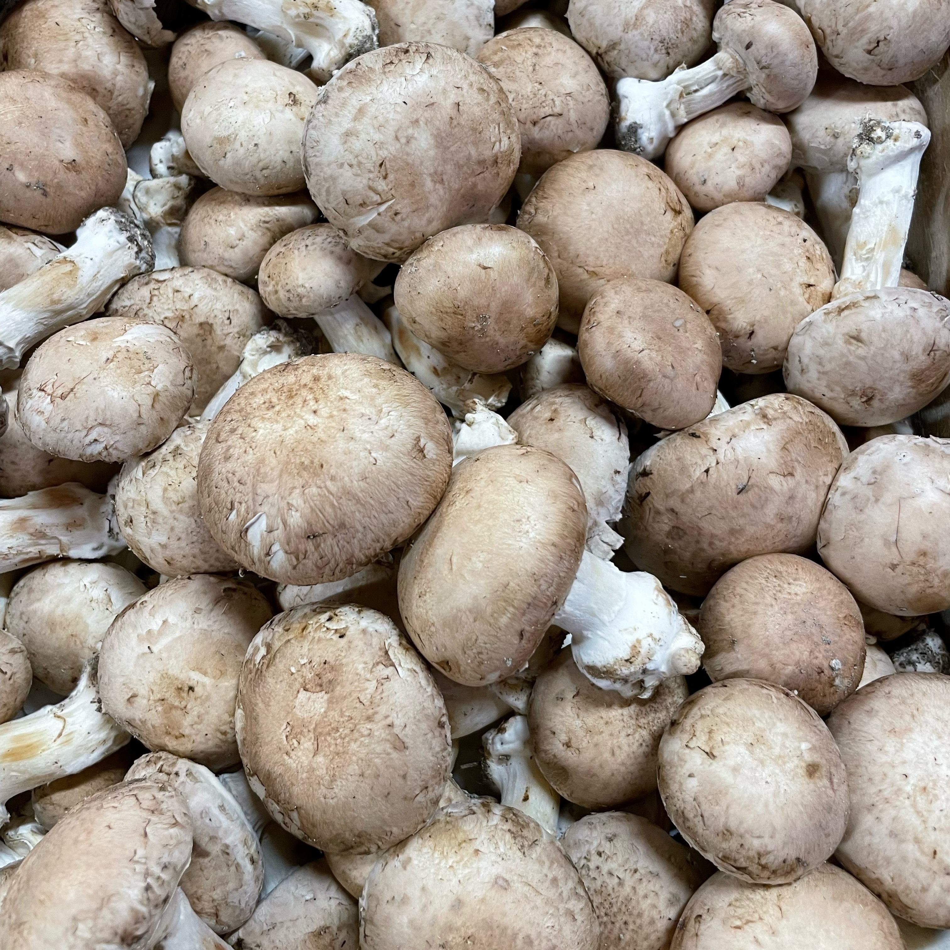 Champignons