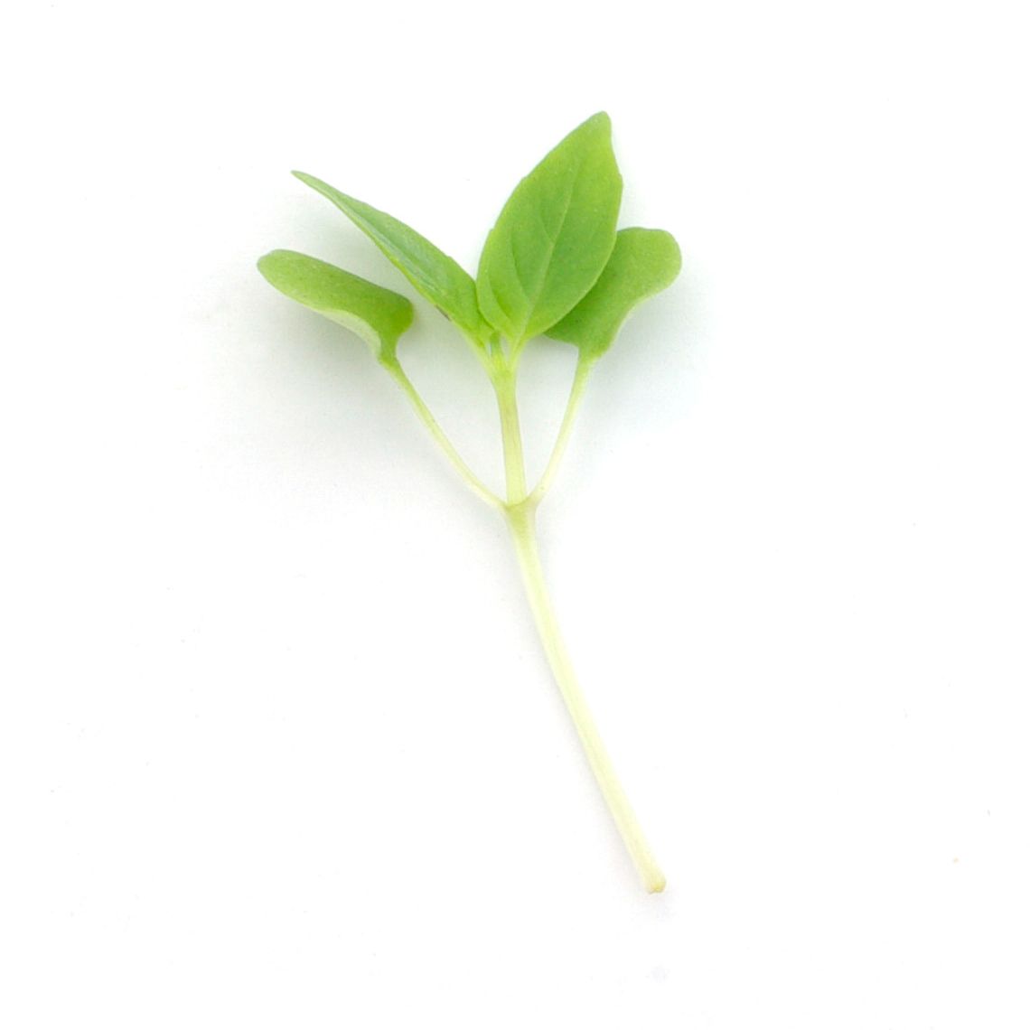 Micropousses - Basilic thai
