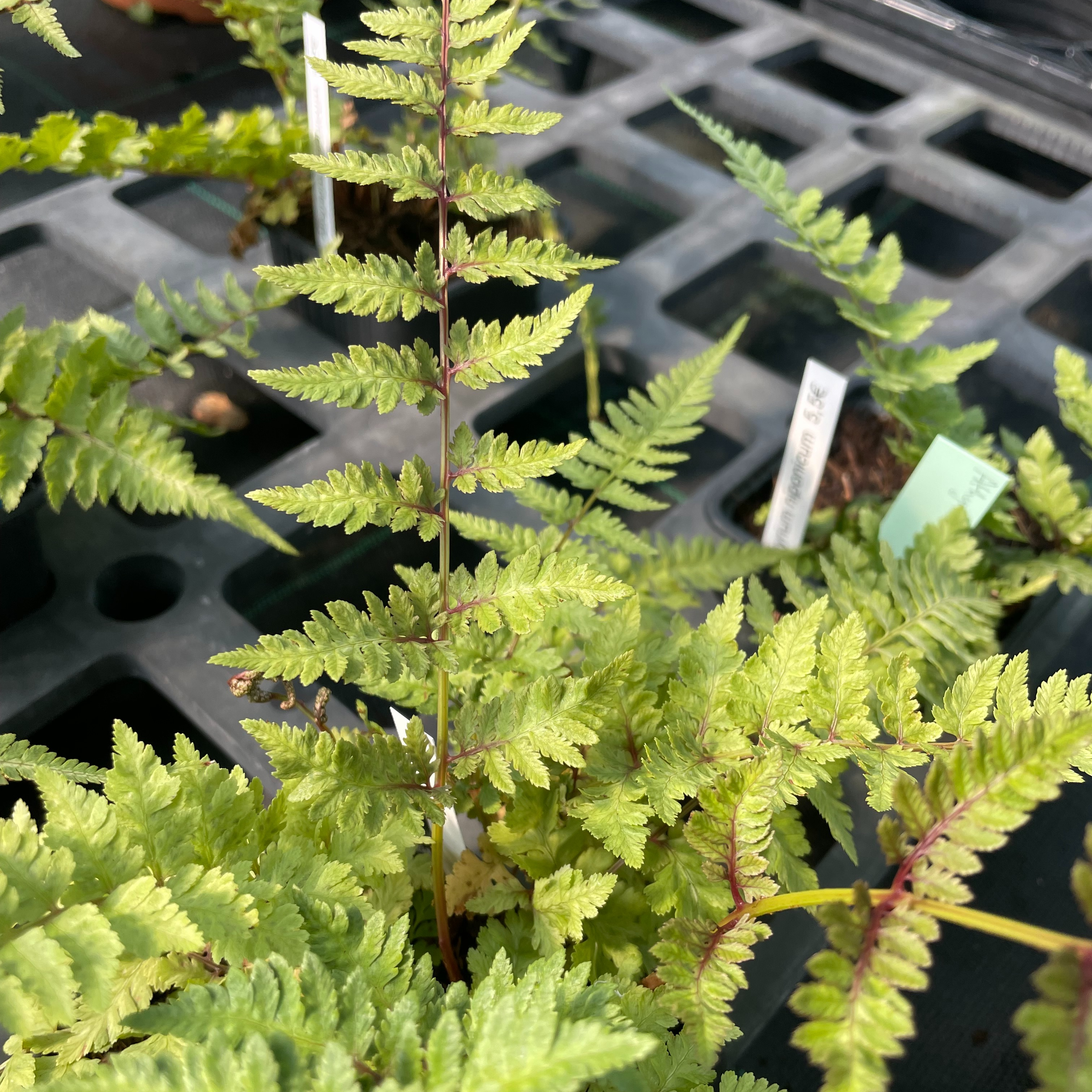 Athyrium niponicum