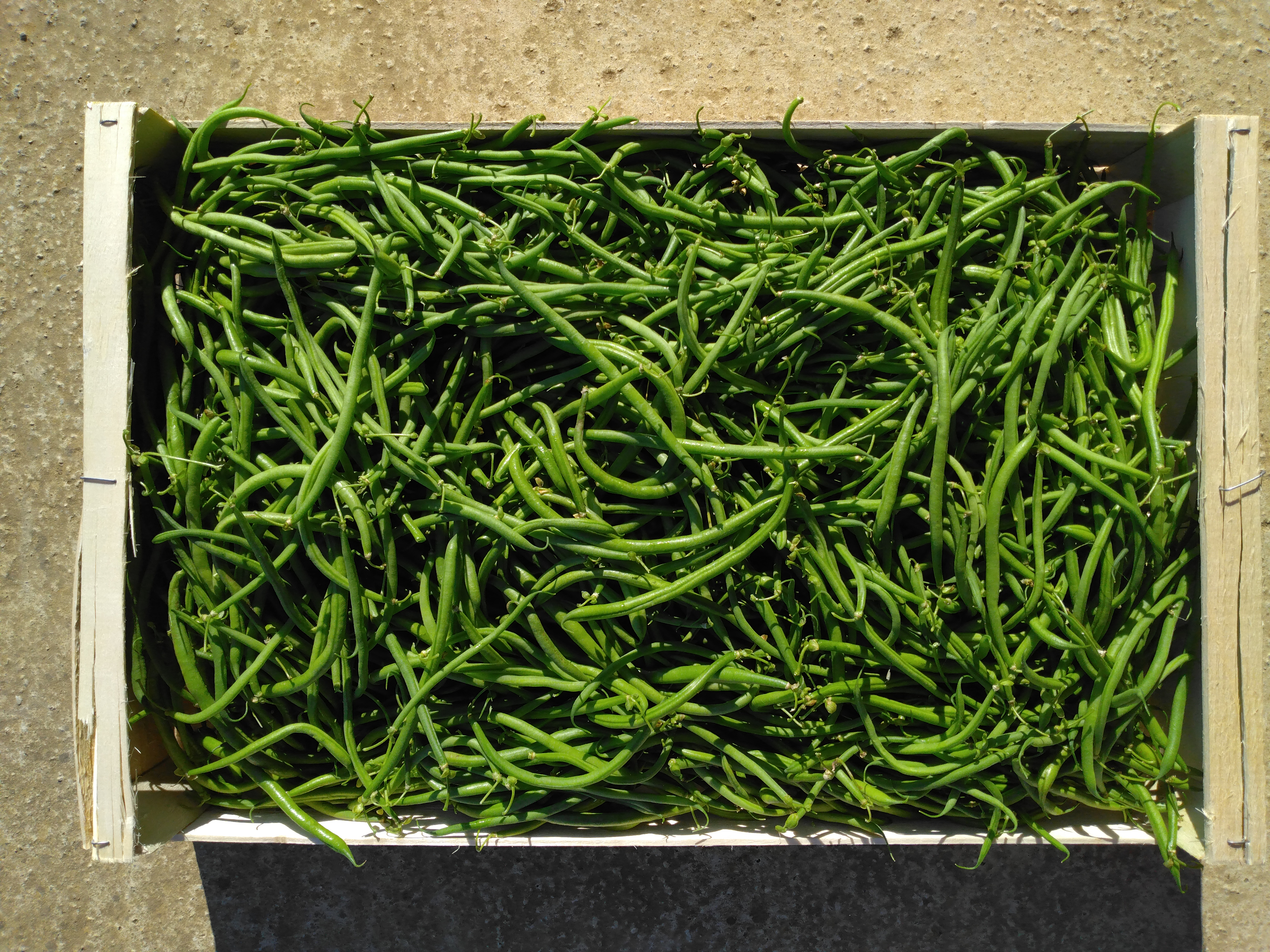 Haricots verts