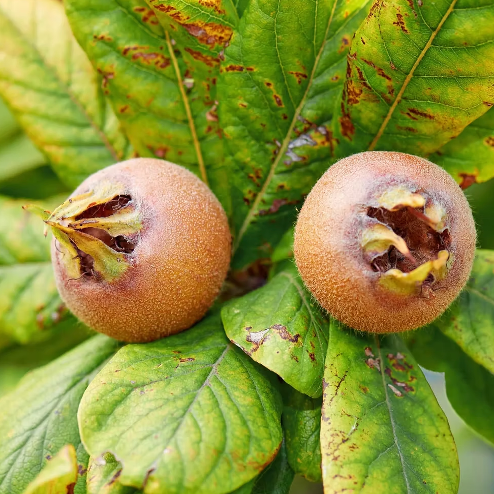 Néflier d'Allemagne 'Evreinoff' / Aubépine